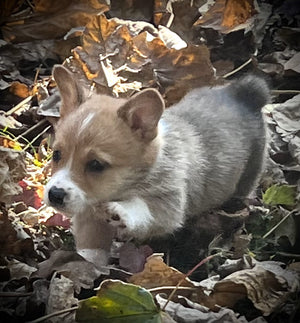 Happy Holidays and Welcome to the newest Smart Cookie: Teddy