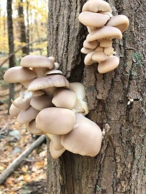 Oyster Mushrooms enhanced with a little cider vinegar