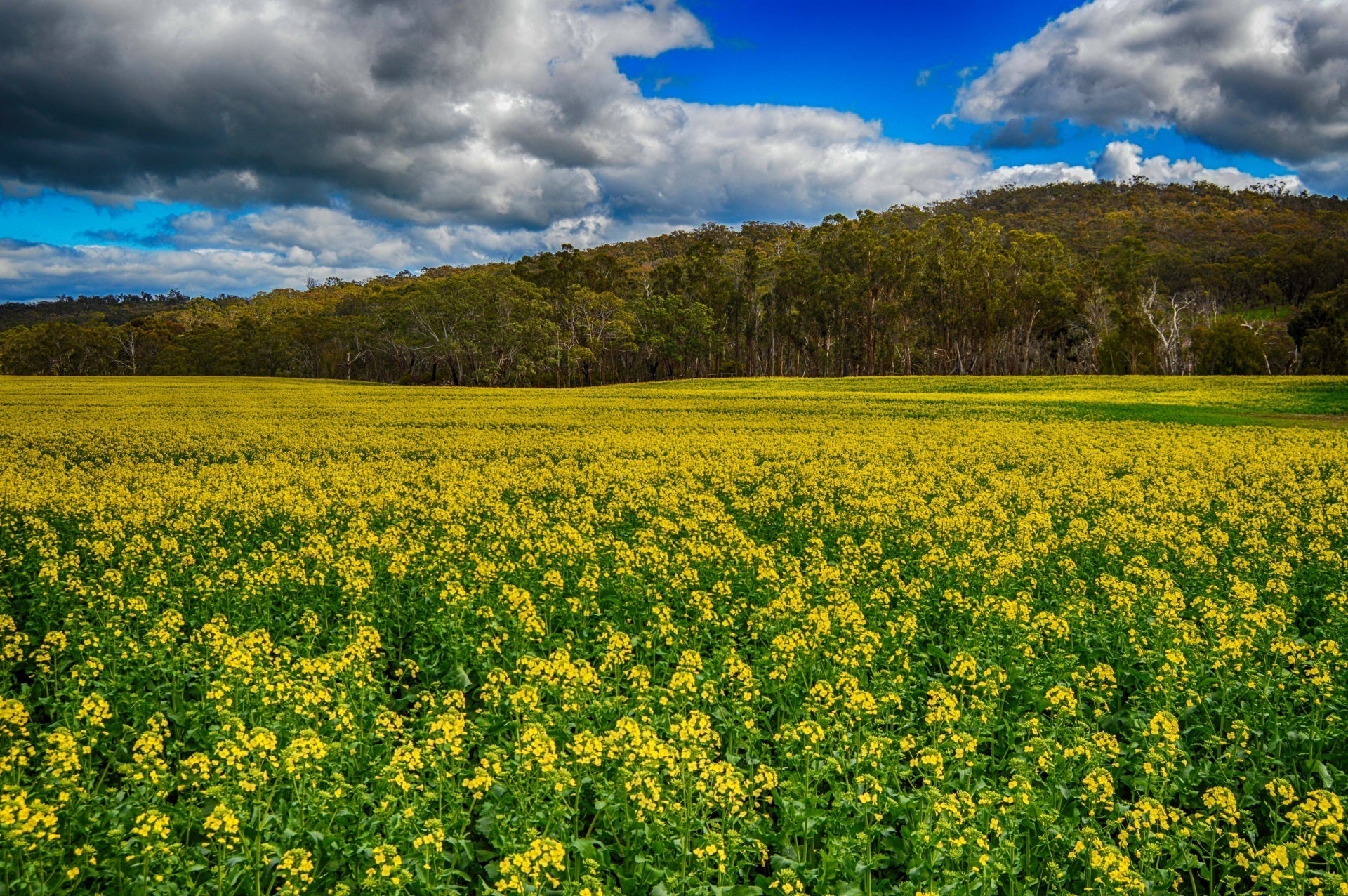 Understanding the issues with Seed Oils