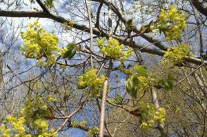 Another way to celebrate spring is with Norway Maple 